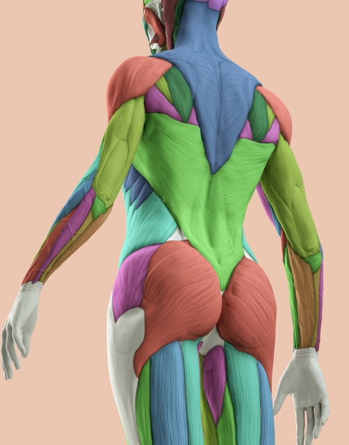 筋肉の起始・停止